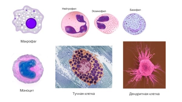 Макрофаги гистология строение