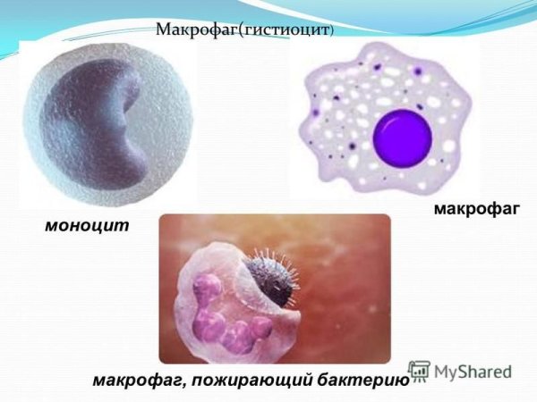 Моноциты и макрофаги