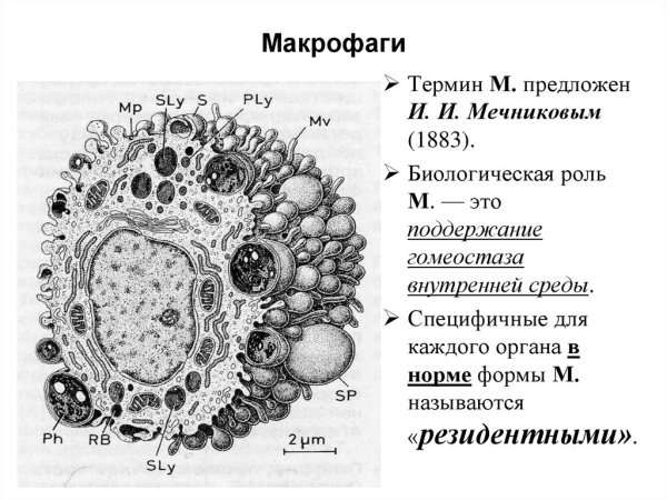 Макрофаги гистология строение