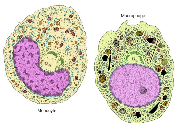 Макрофаги: моноциты гистиоциты