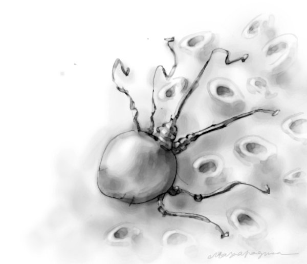 Макрофаги рисунок карандашом