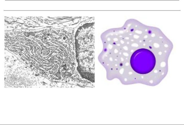 Тканевой Макрофаг строение