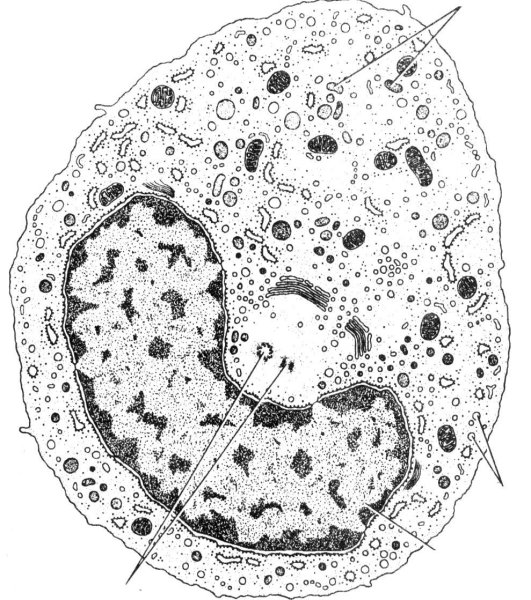 Ультрамикроскопическое строение гранулоцитов