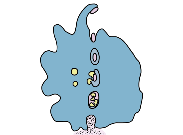 Макрофаг мультяшный