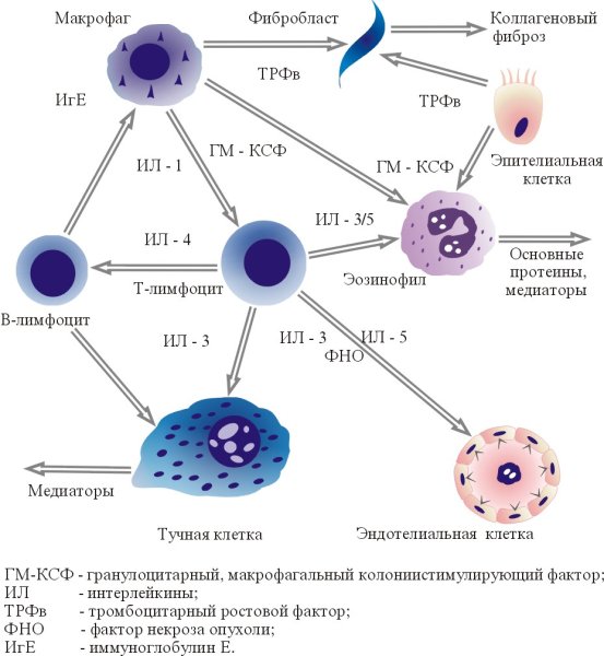 Иммунологическая стадия бронхиальной астмы