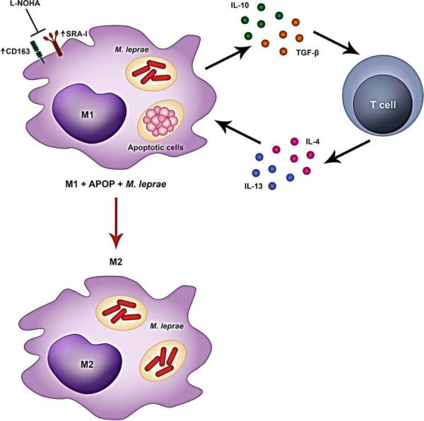 Цитокины макрофагов