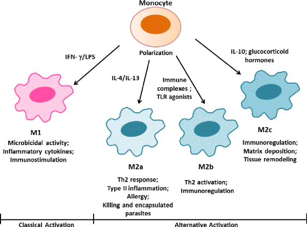 Образование макрофагов