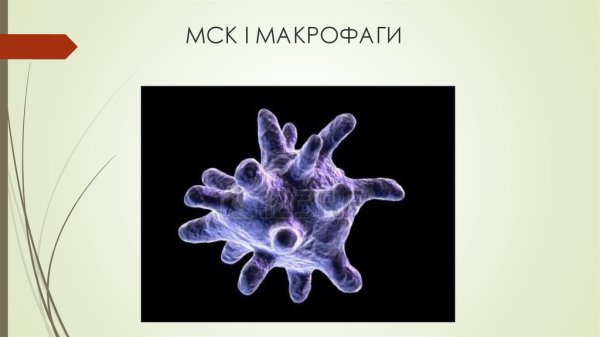 М2 макрофаги