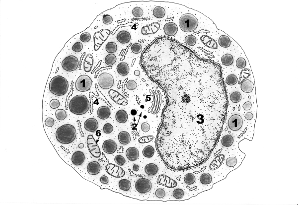 Тучная клетка Электронограмма