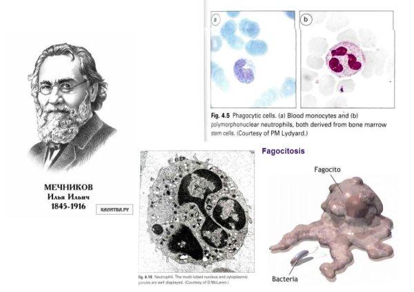 Фагоцитоз Мечников макрофаги