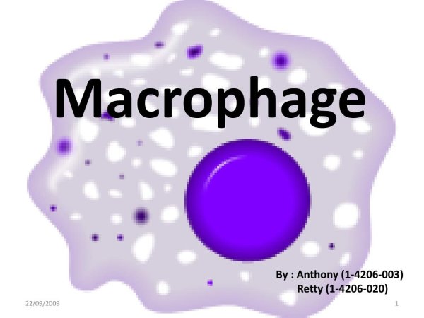 Macrophages рисунки