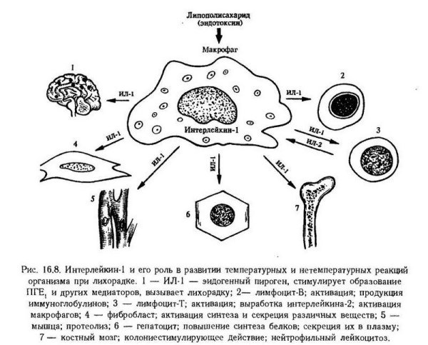 Лихорадка схема интерлейкин
