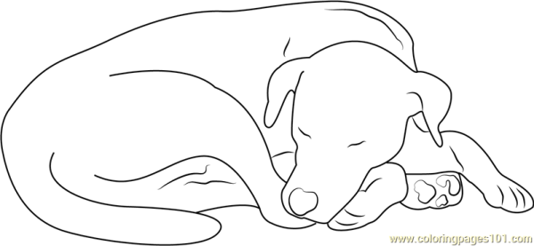 Собака спит раскраска