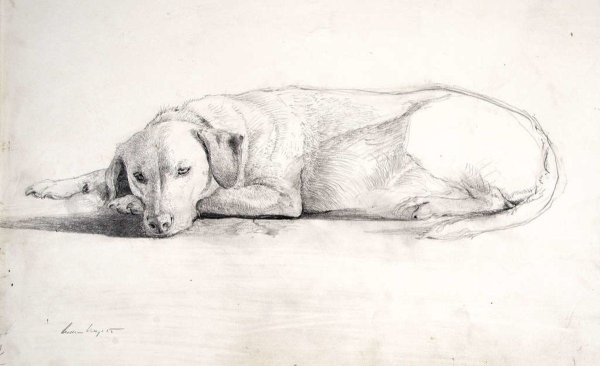 Собака лежит рисунок