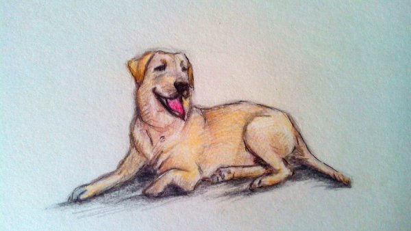 Нарисовать лежачую собаку