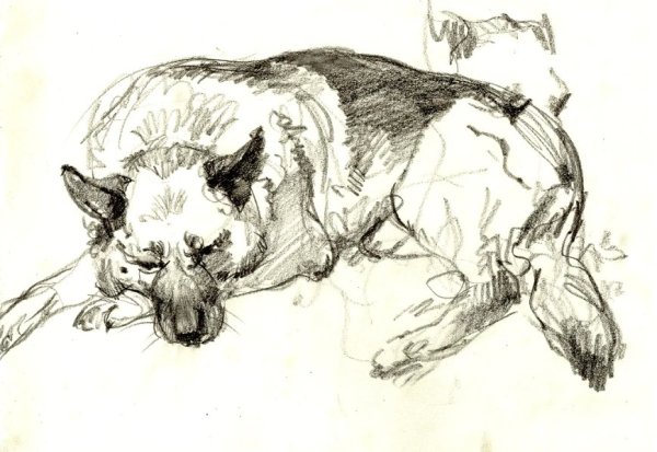 Зарисовки животных