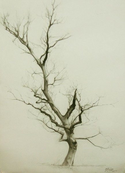 Сухое дерево для рисования