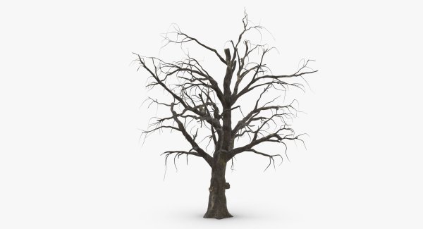 Сухое дерево