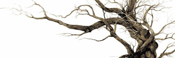 Толстые ветки деревьев