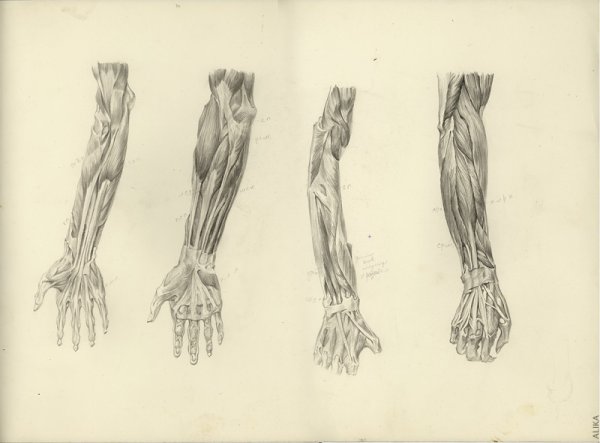 Мышцы предплечья пластическая анатомия