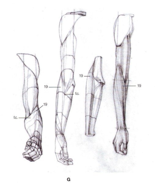 Мышцы предплечья Баммес