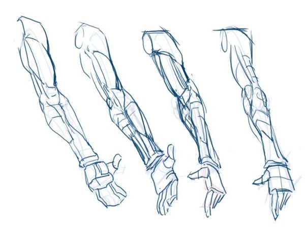 Анатомия предплечье референс