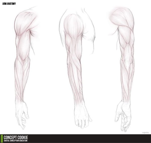 Руки скетч от плеча