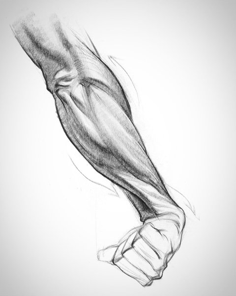 Зарисовки предплечья