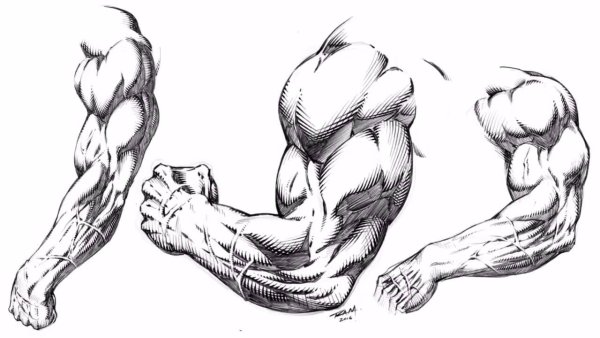 Зарисовка мышц