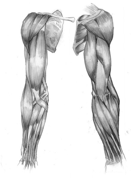 Мышцы руки сгибатели анатомия