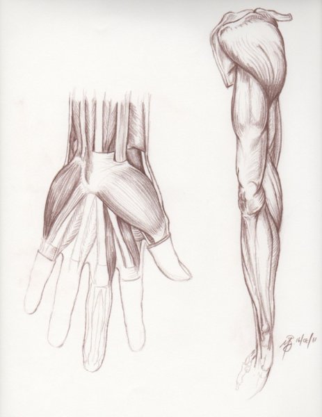 Рука мышцы кисть референс