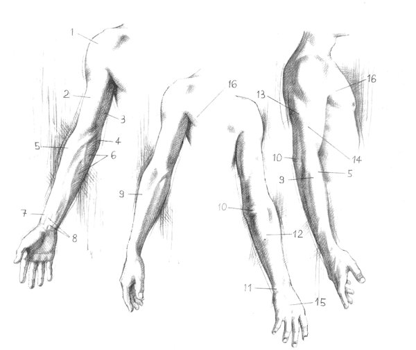 Анатомия женской руки