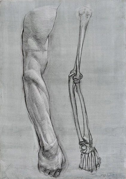 Локтевая кость Баммес