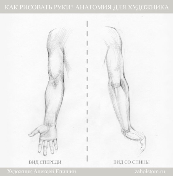 Анатомия плеча для художников