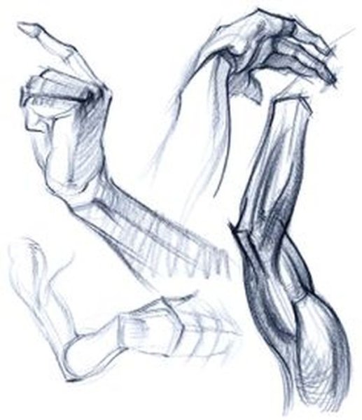 Анатомия рук для арта