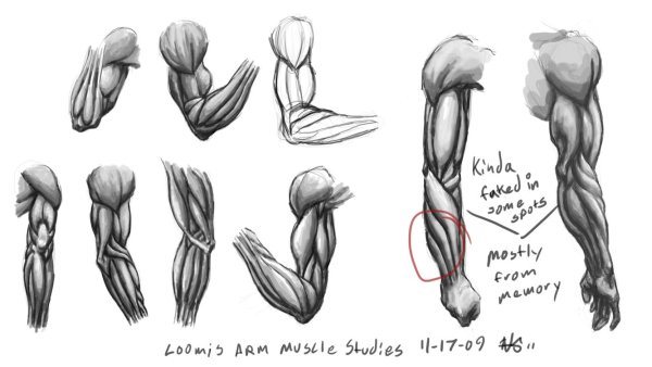 Мышцы предплечья референс