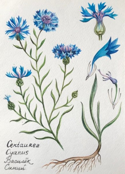 Василек синий корень