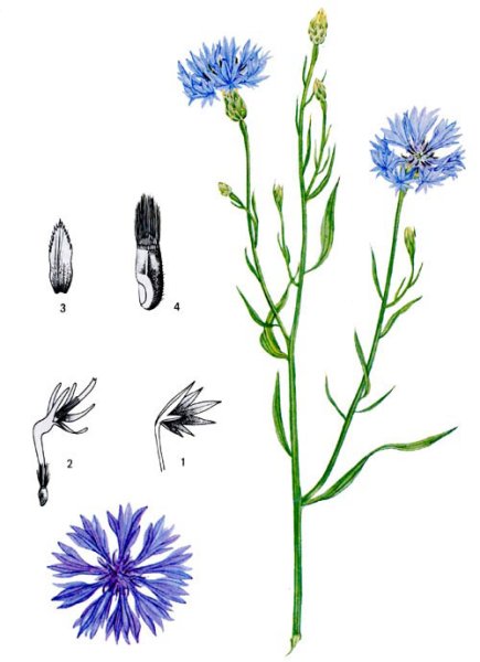 Сложноцветные Василек синий