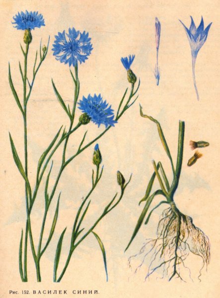 Василек синий (Centauréa cyánus)