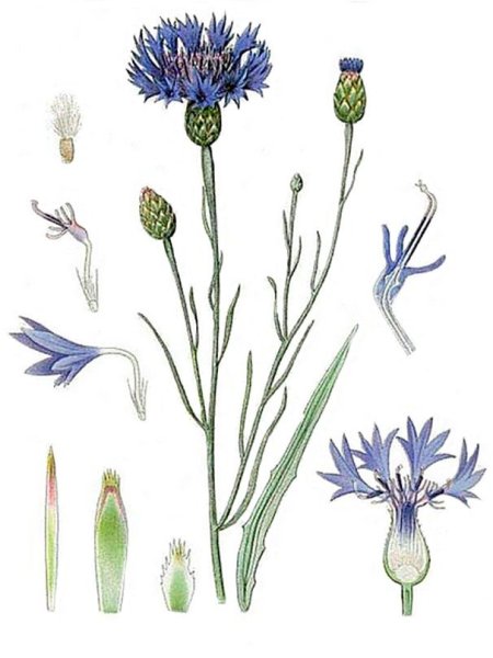 Василек Фармакогнозия