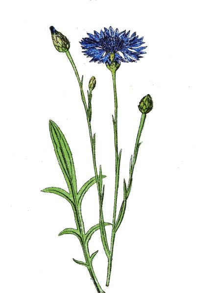 Василек синий стебель