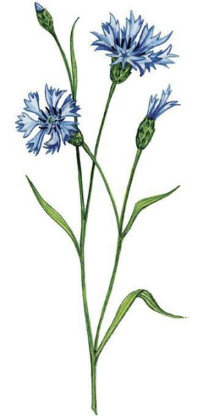 Марина Трушникова акварель васильки