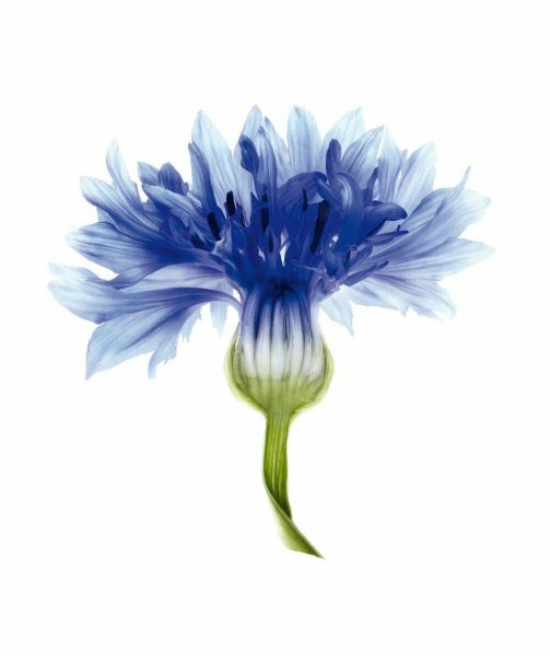 Поляна с цветами красками