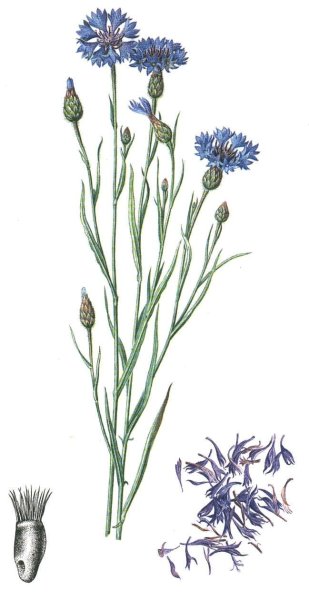 Василек синий (полевой) - Centaurea cyanus