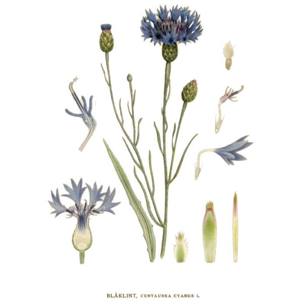 Василек синий ЛРС