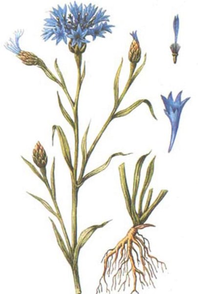 Василек гуашью