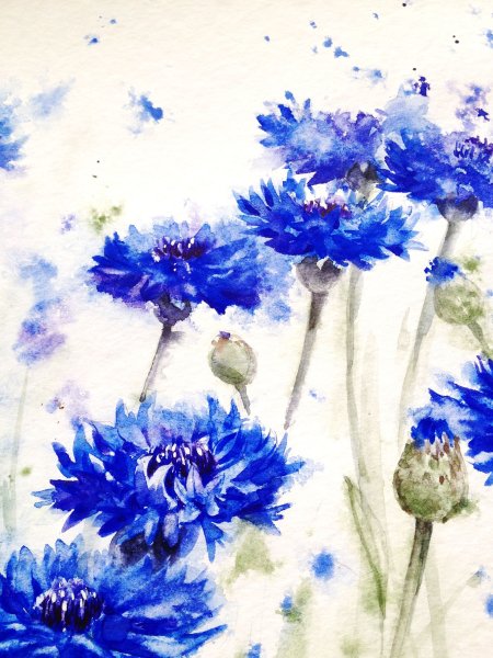 Cornflower Ботанический атлас