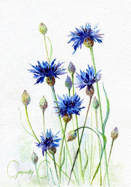 Цветок Василёк срисунок