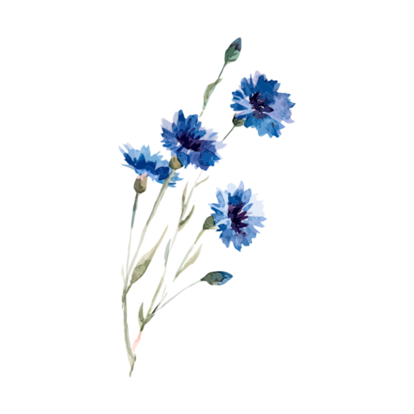 Васильки акварелью