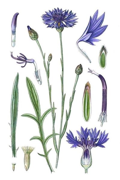 Васильки цветы